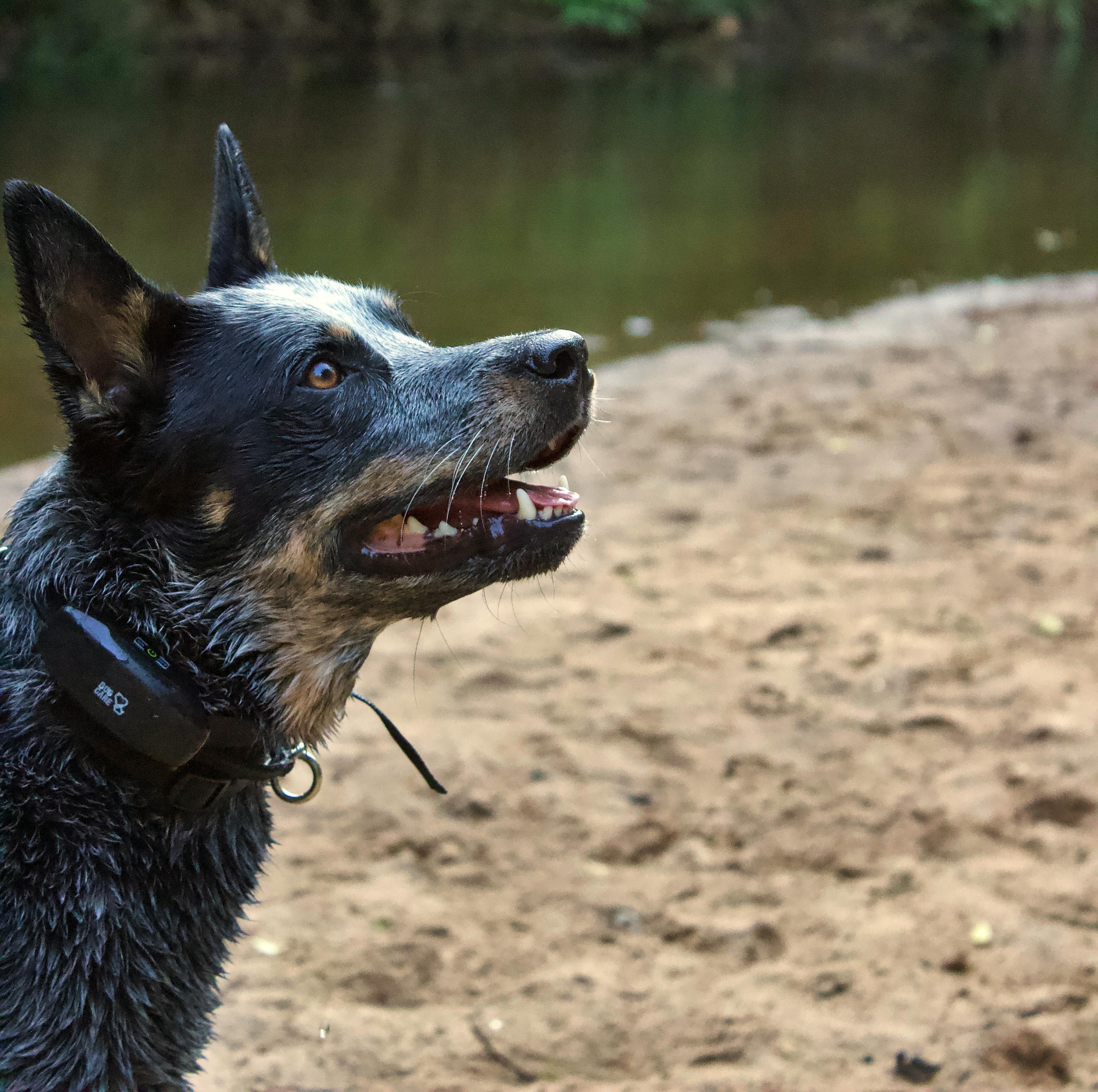 E-collar training