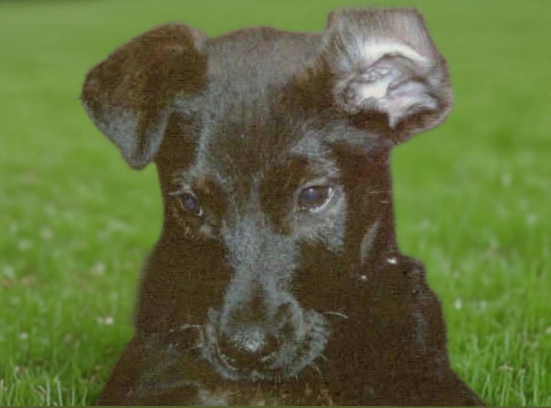 Puppy training